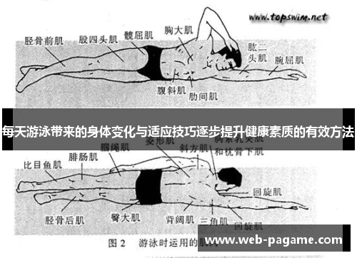 每天游泳带来的身体变化与适应技巧逐步提升健康素质的有效方法 每天游泳带来的身体变化与适应技巧逐步提升健康素质的有效方法